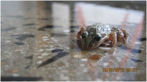 A frog lying on top of a clear solventless epoxy coating.